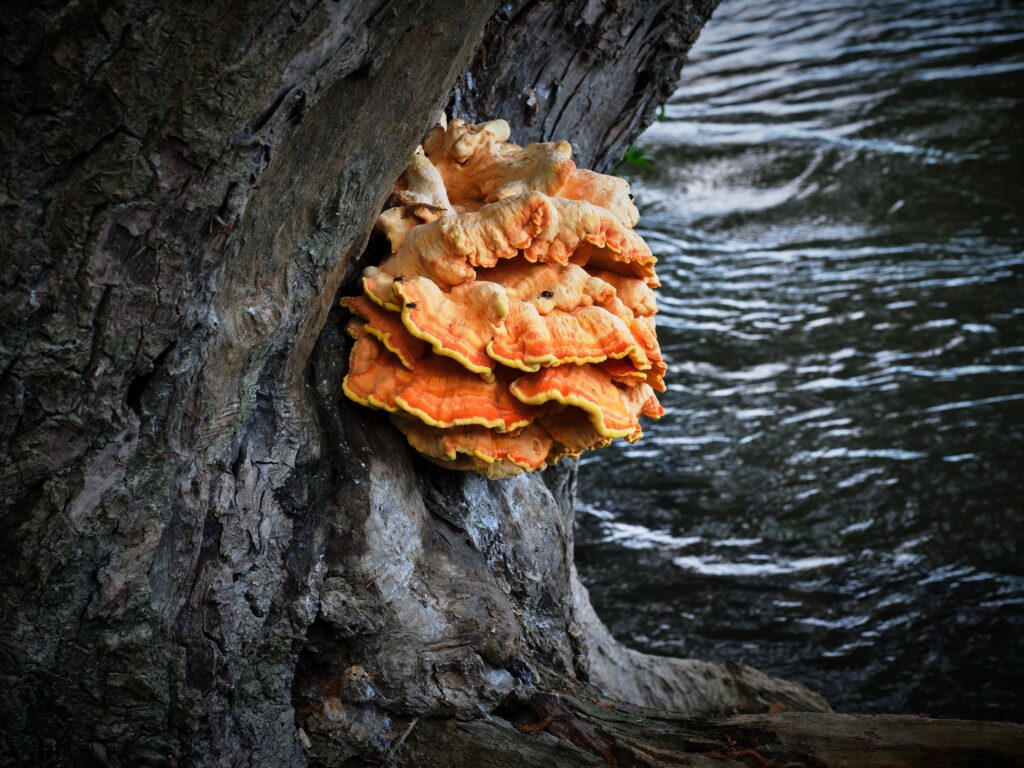 Close-up of Chicken of the Woods mushroom growing on a tree trunk.