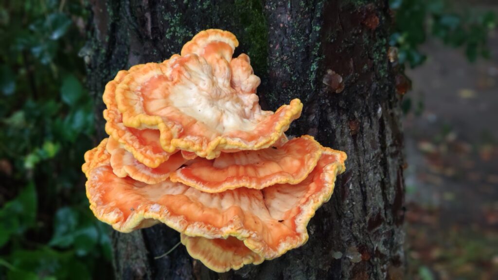 Bright orange Laetiporus sulphureus, commonly known as Chicken of the Woods, growing on a tree trunk